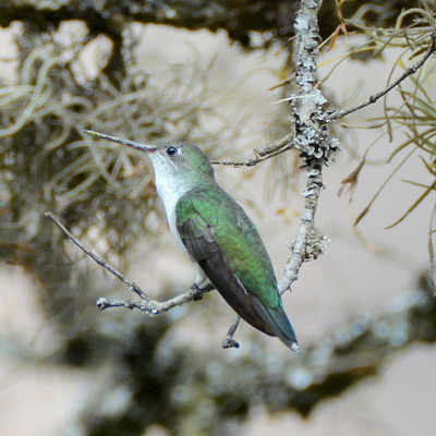 Violet-capped Woodnymph Humingbird (Female)